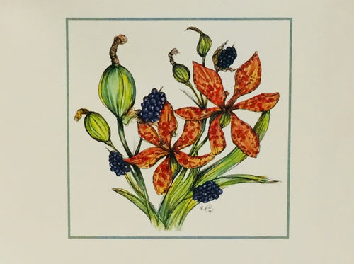 Blackberry Lily Seed Packet